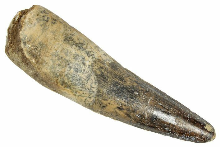 Fossil Spinosaurus Tooth - Real Dinosaur Tooth #348657
